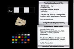 Foto (Objekt + Etikett) von Cracensigillatus. acutirostris (Moericke, 1889)  (NHMW-GEO-1990-0041-3978)